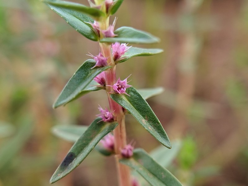 Rotala biglandulosa photo 4