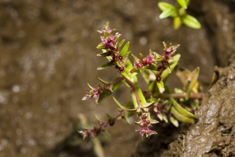 Rotala biglandulosa photo 5