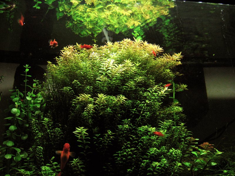 Indian Toothcup photo 6
