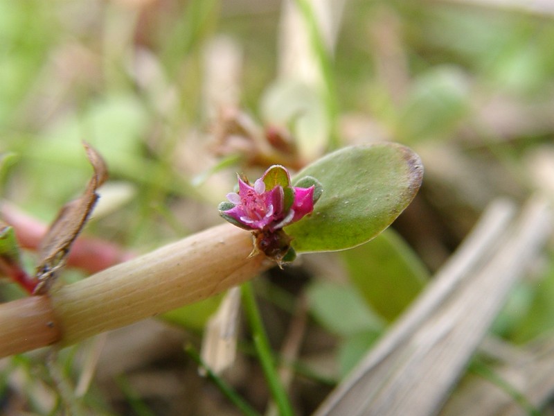 Indian Toothcup photo 3