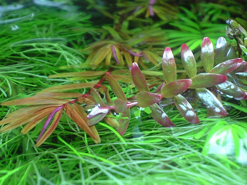 Indian Toothcup photo 7