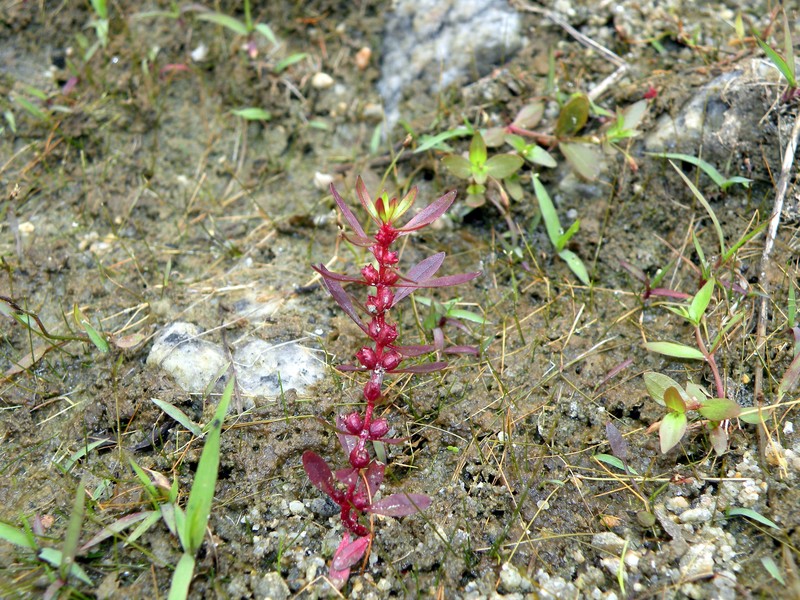 Lowland Rotala photo 6