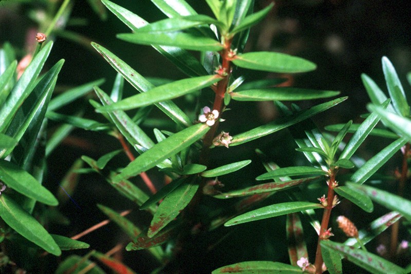 Lowland Rotala