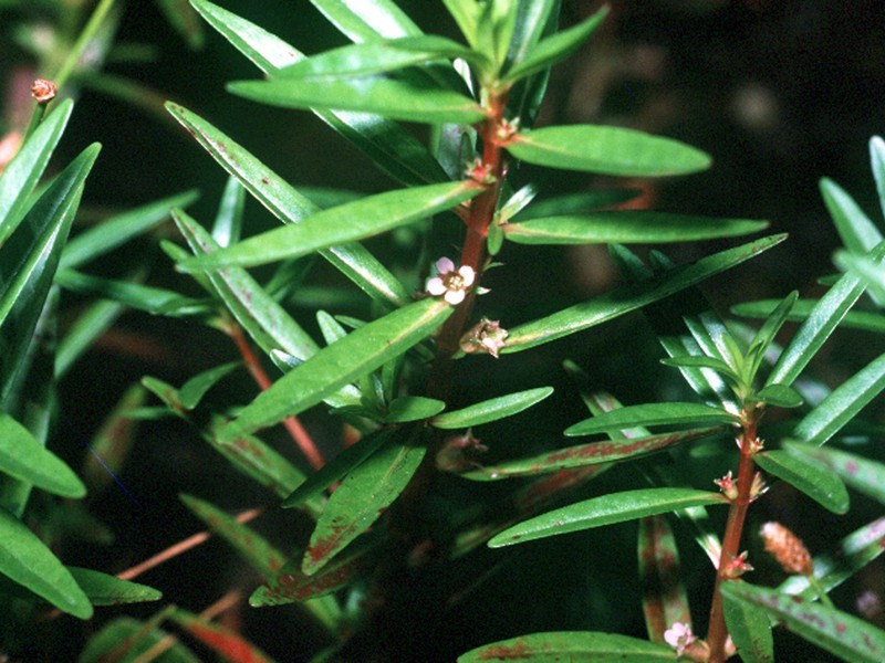 Lowland Rotala photo 2
