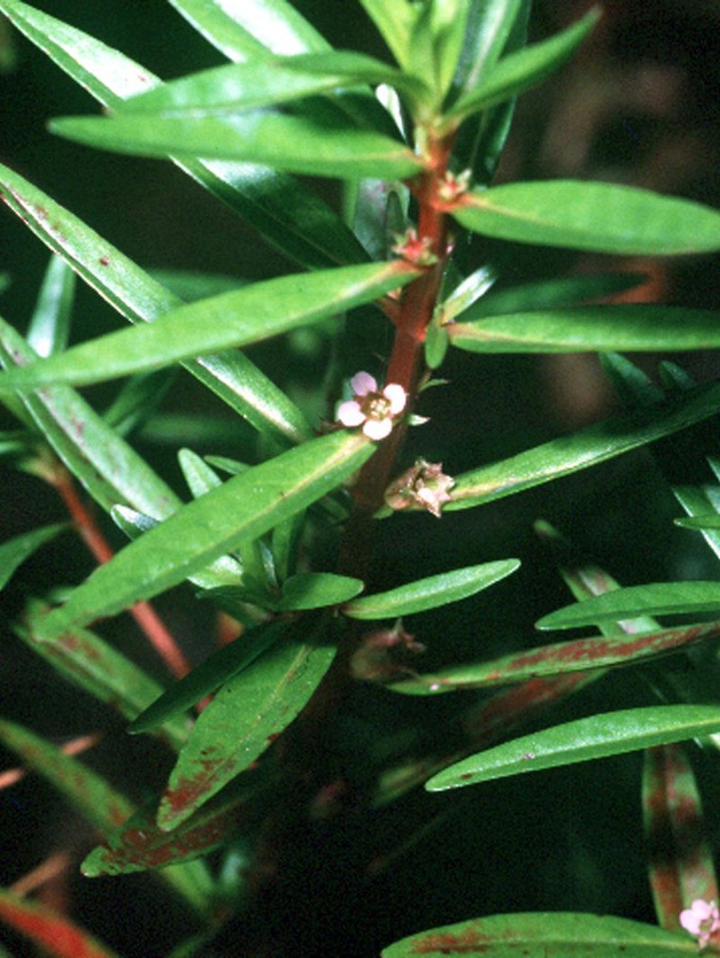 Lowland Rotala photo 3
