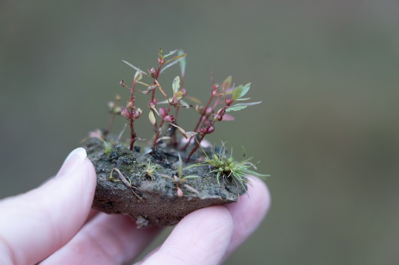 Lowland Rotala photo 4
