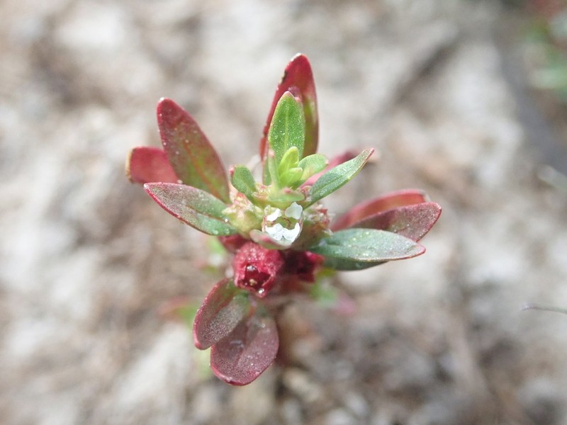 Lowland Rotala photo 6