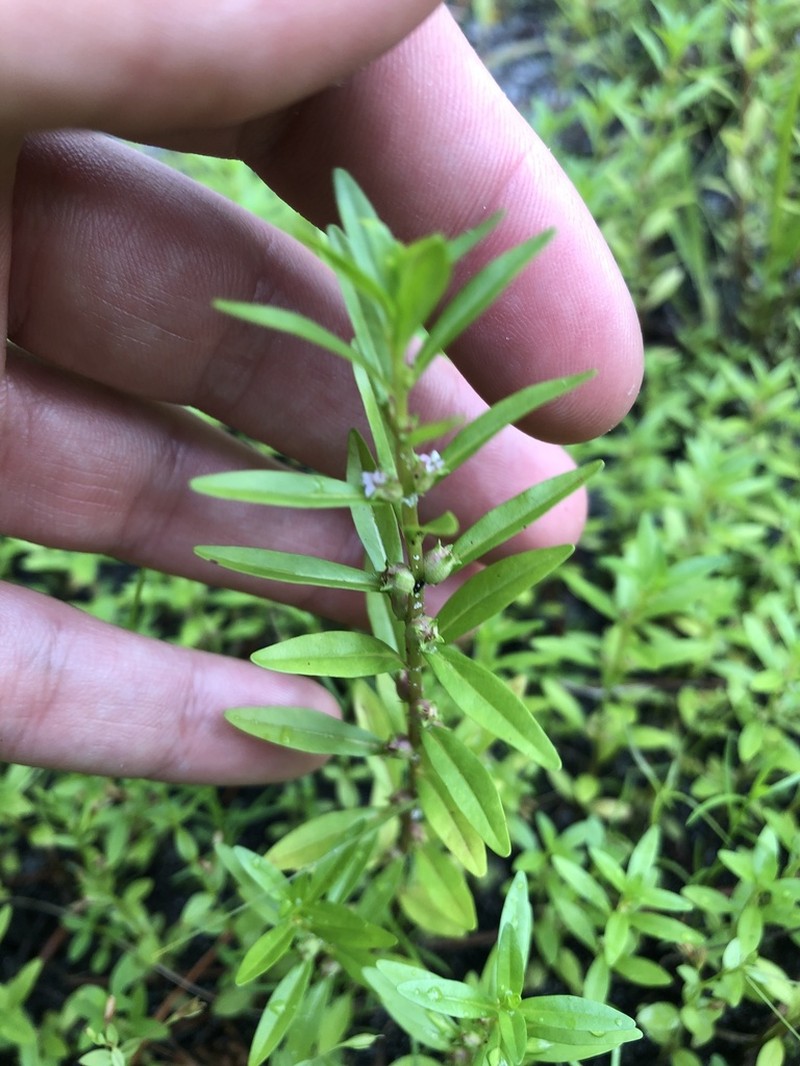 Lowland Rotala photo 7