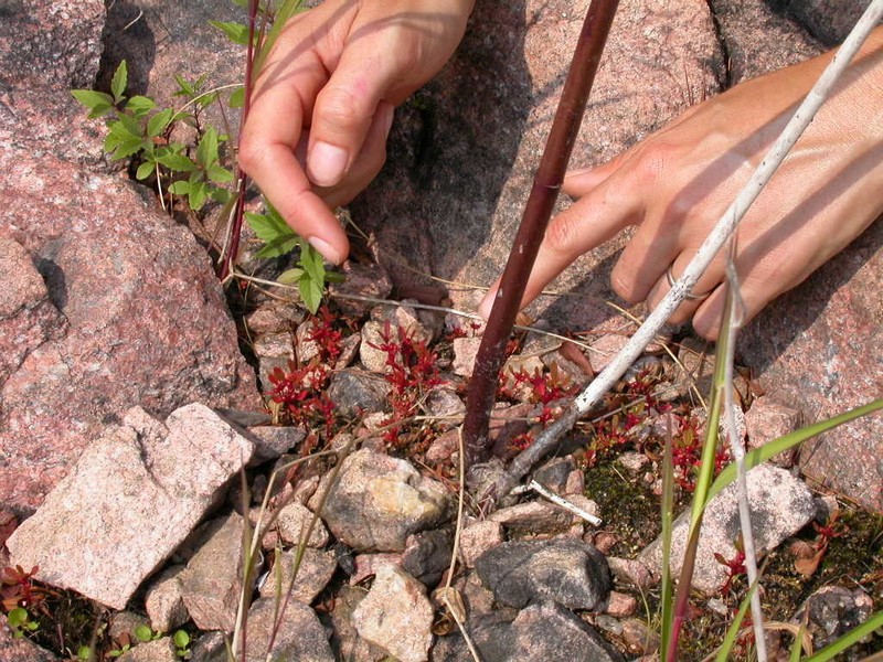 Lowland Rotala photo 8
