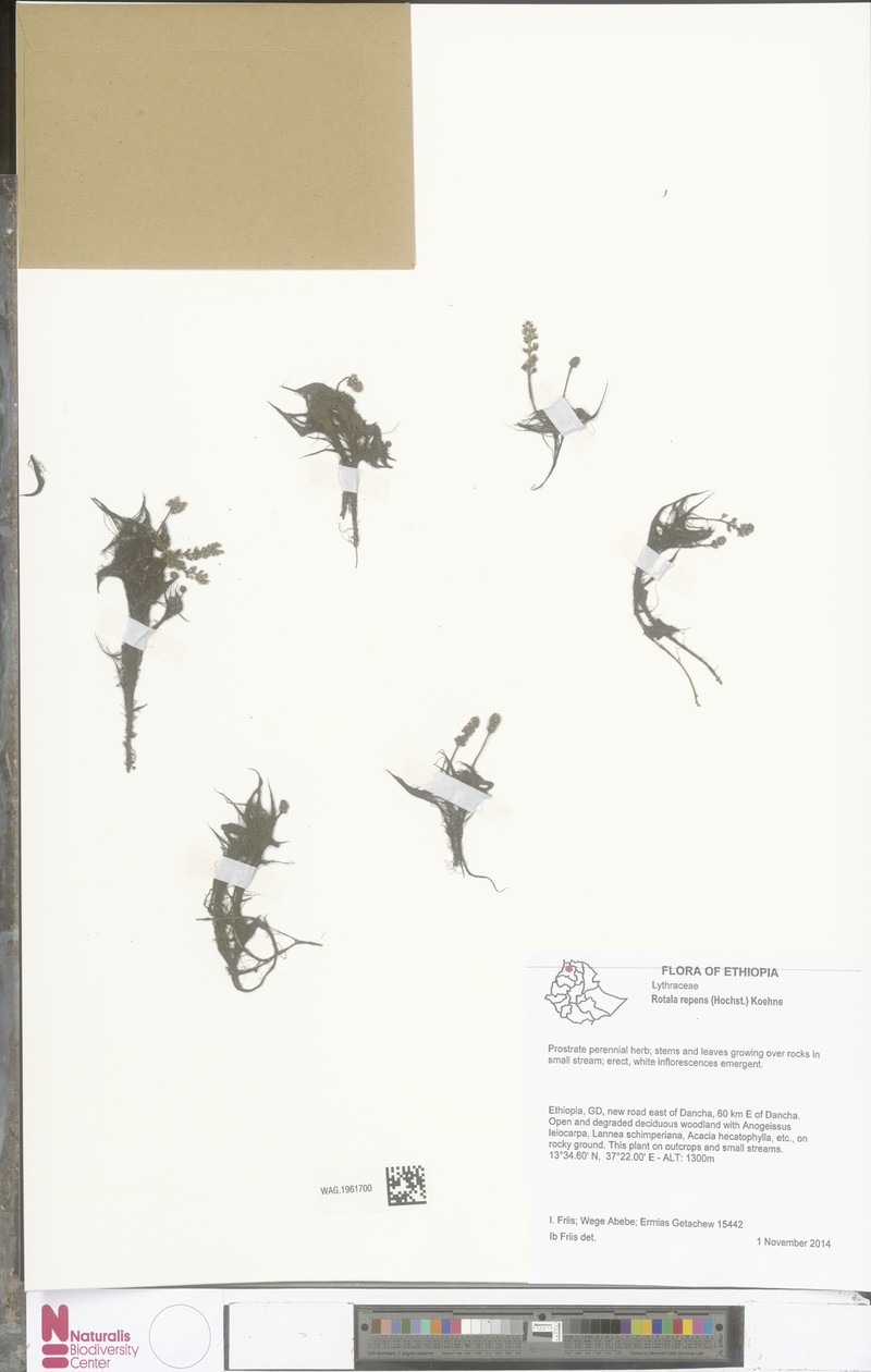 Rotala repens