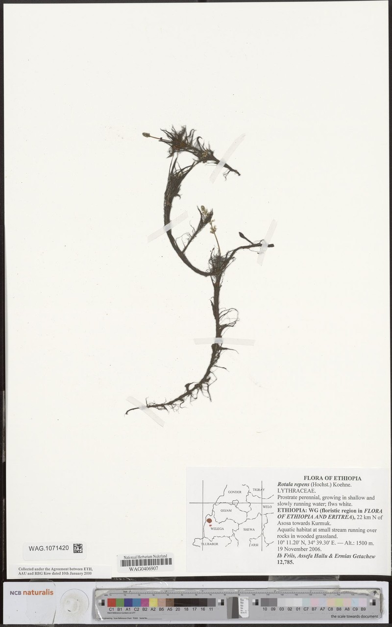Rotala repens photo 2