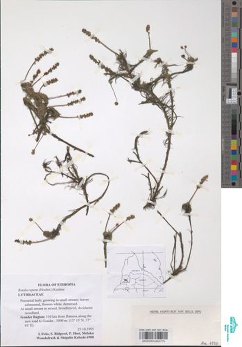 Rotala repens photo 4
