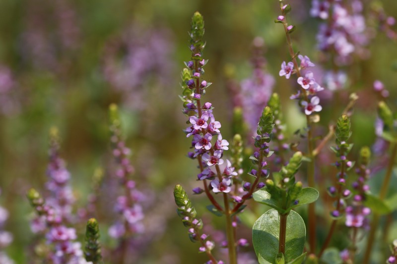 Dwarf Rotala photo 4