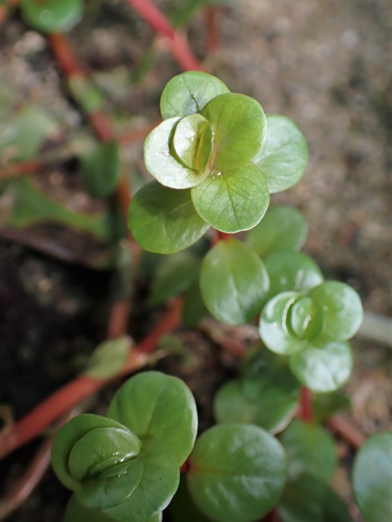 Dwarf Rotala photo 2
