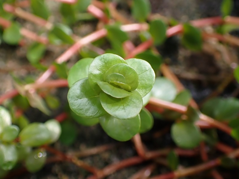 Dwarf Rotala photo 3