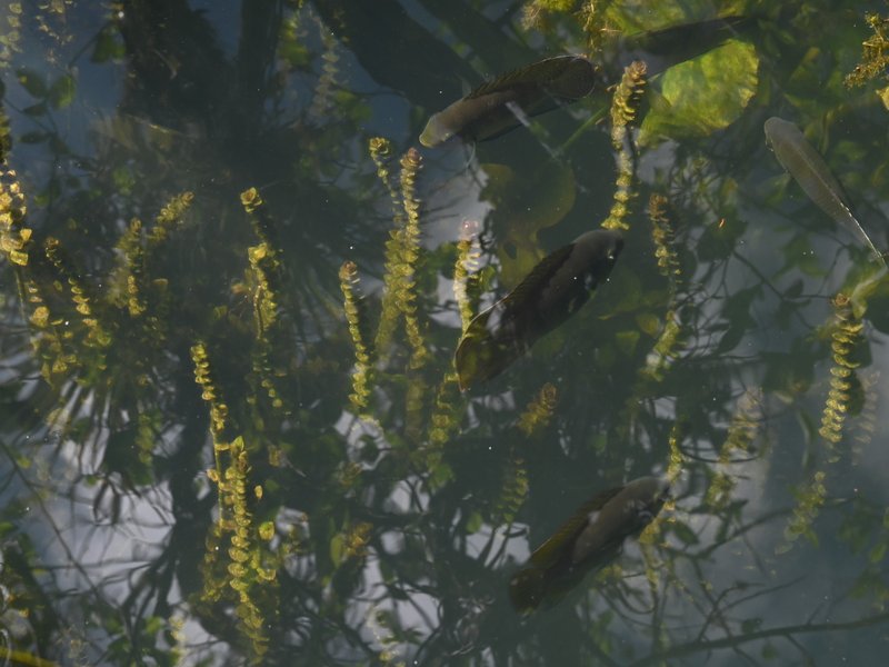 Dwarf Rotala photo 5
