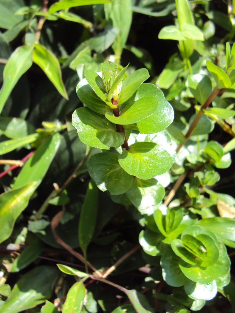 Dwarf Rotala photo 8