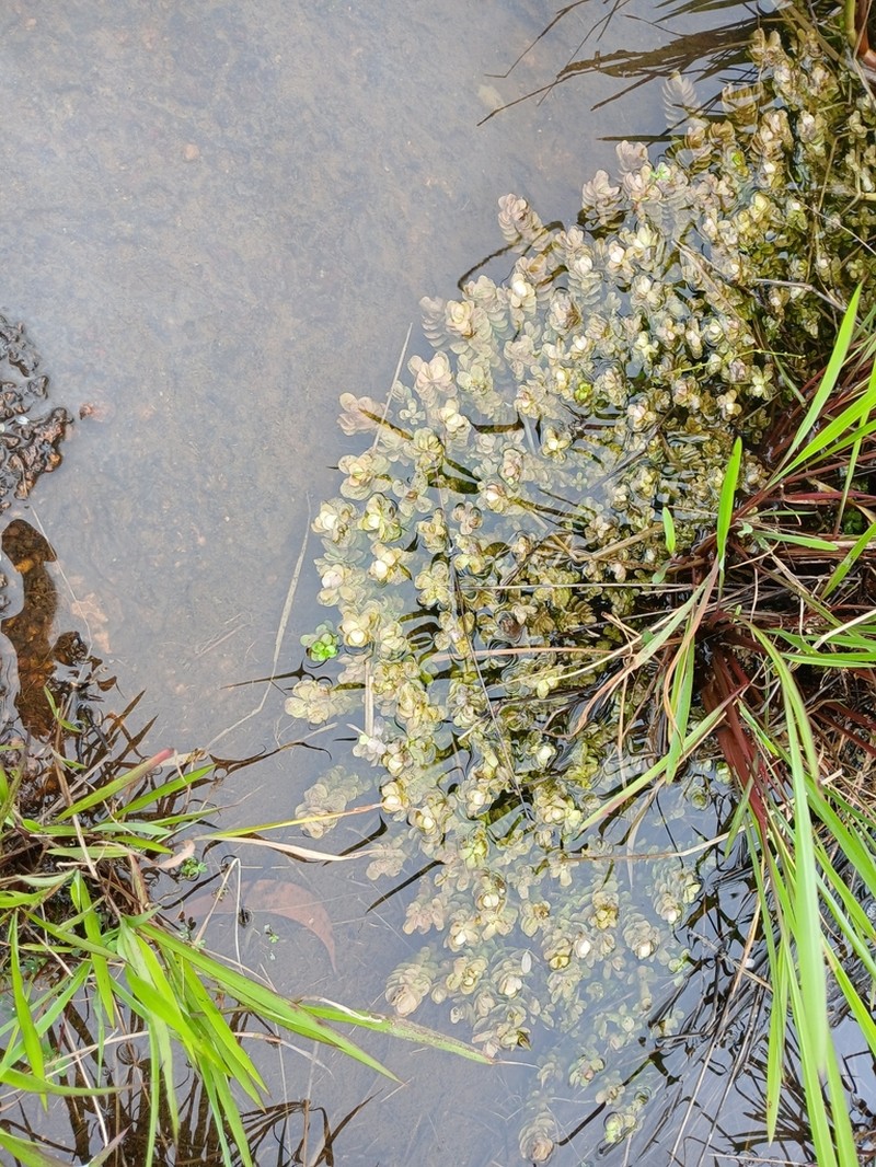 Rotala tulunadensis