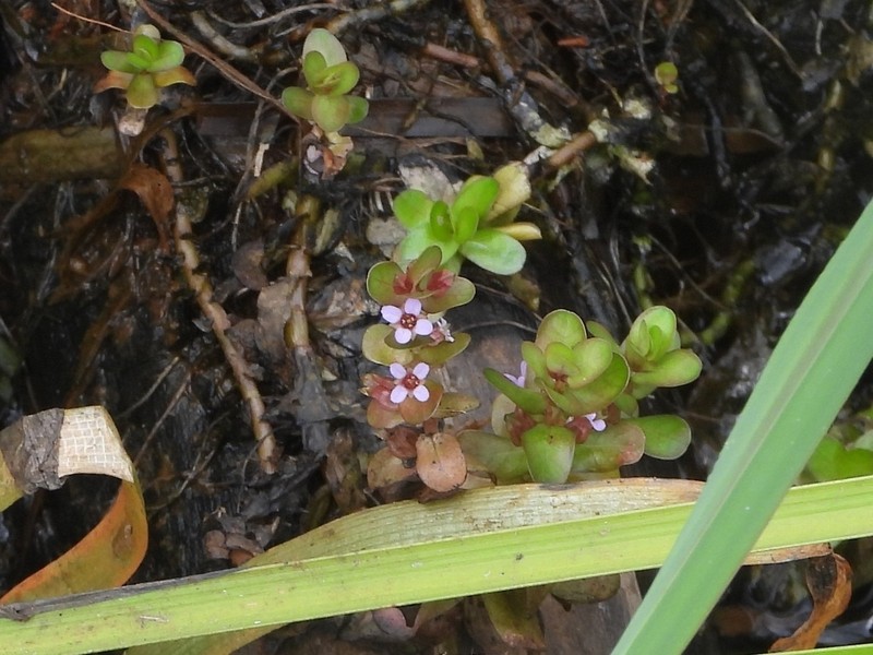 Rotala tulunadensis photo 3