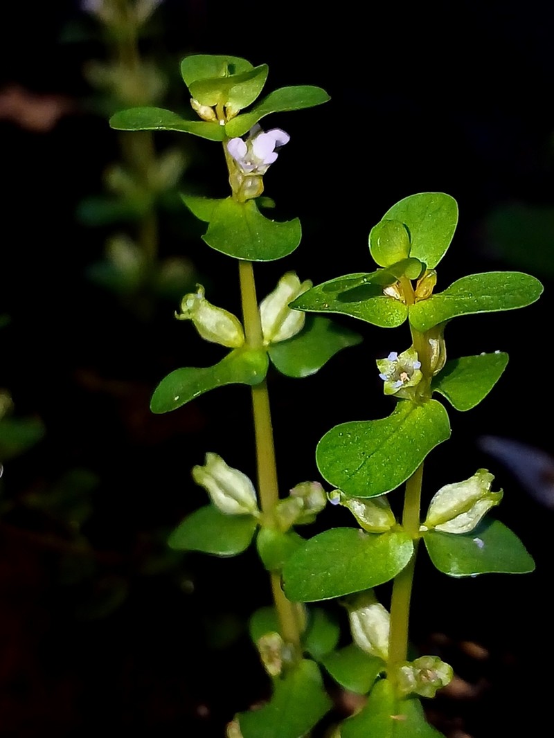 Rotala tulunadensis photo 4