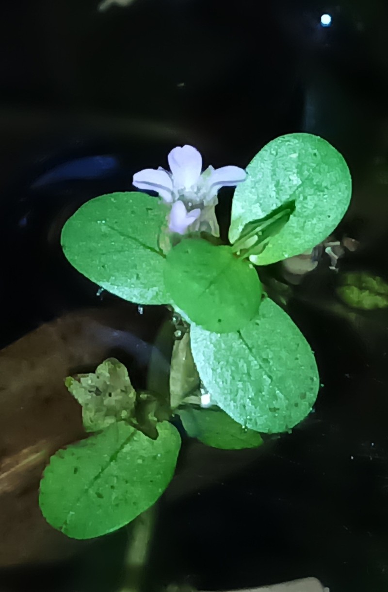 Rotala tulunadensis photo 5