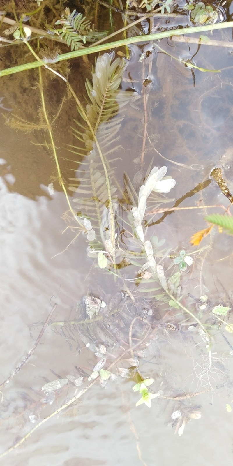 Rotala tulunadensis photo 6