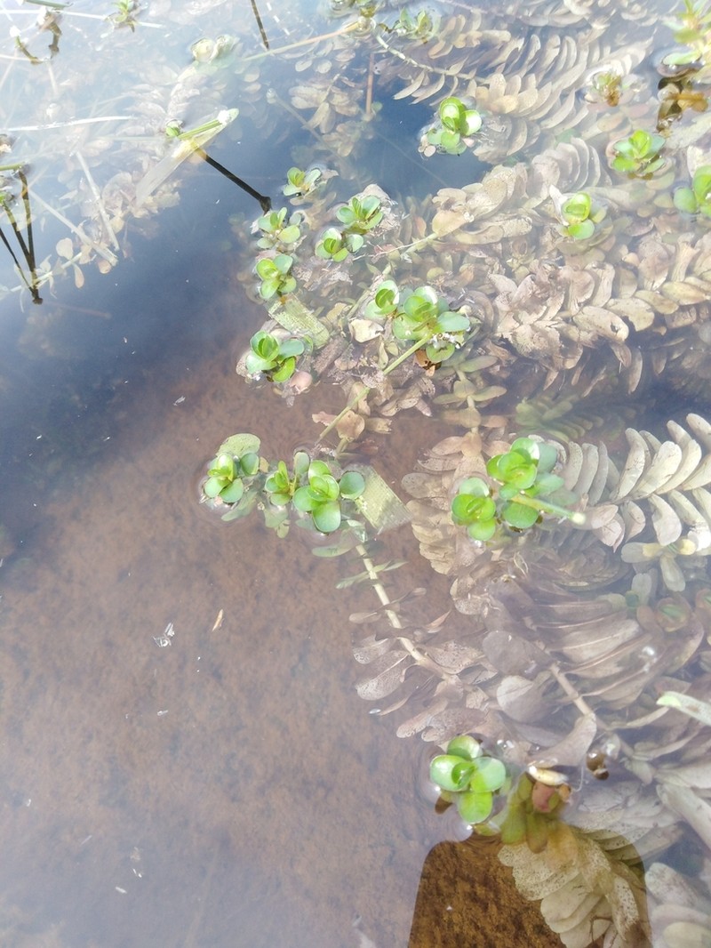 Rotala tulunadensis photo 7
