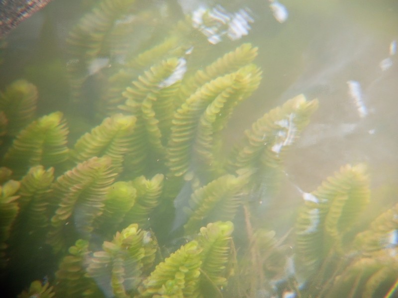 Rotala tulunadensis photo 8
