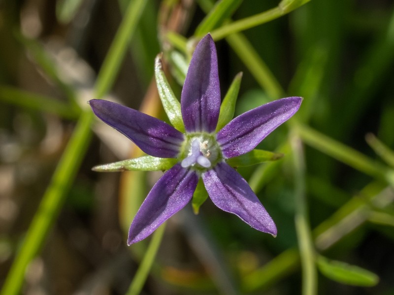 Florida Bellflower