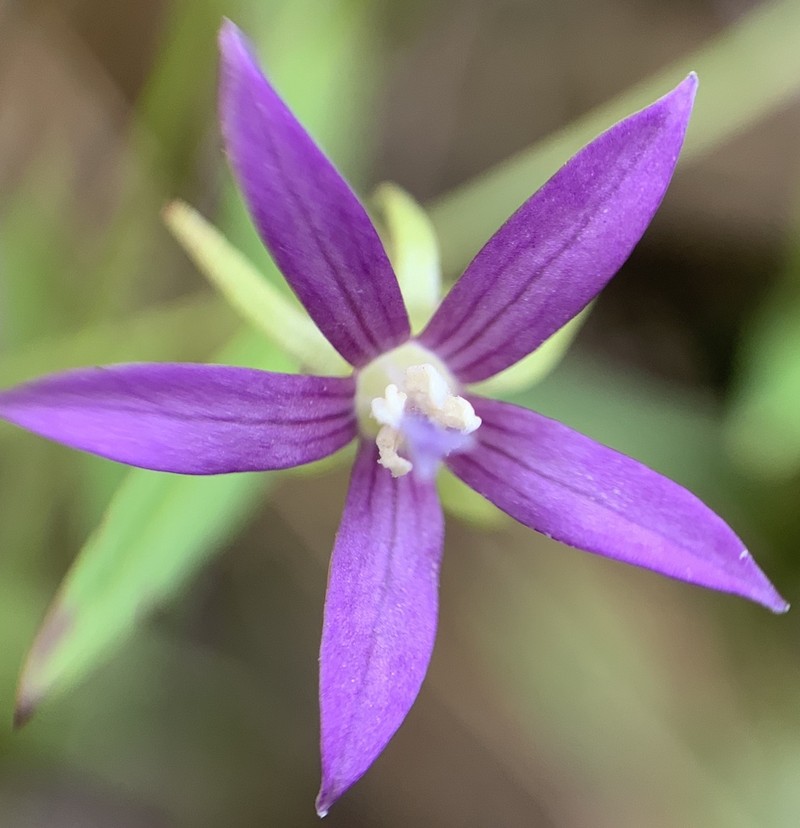 Florida Bellflower photo 2