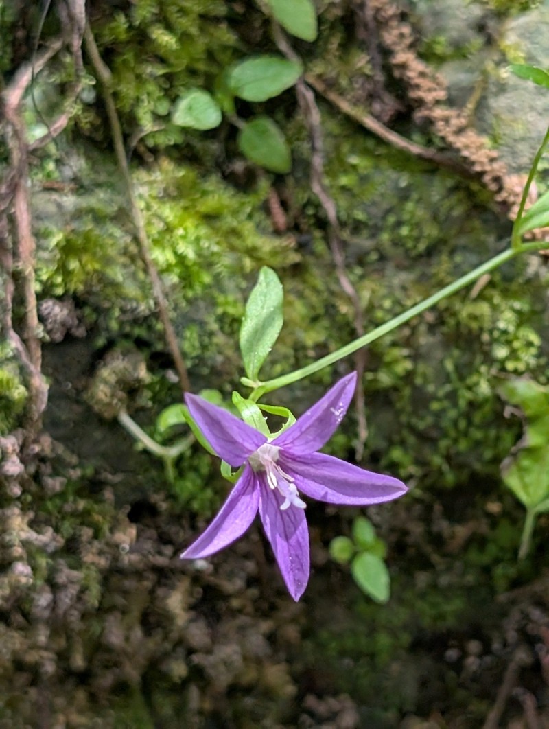Florida Bellflower photo 3