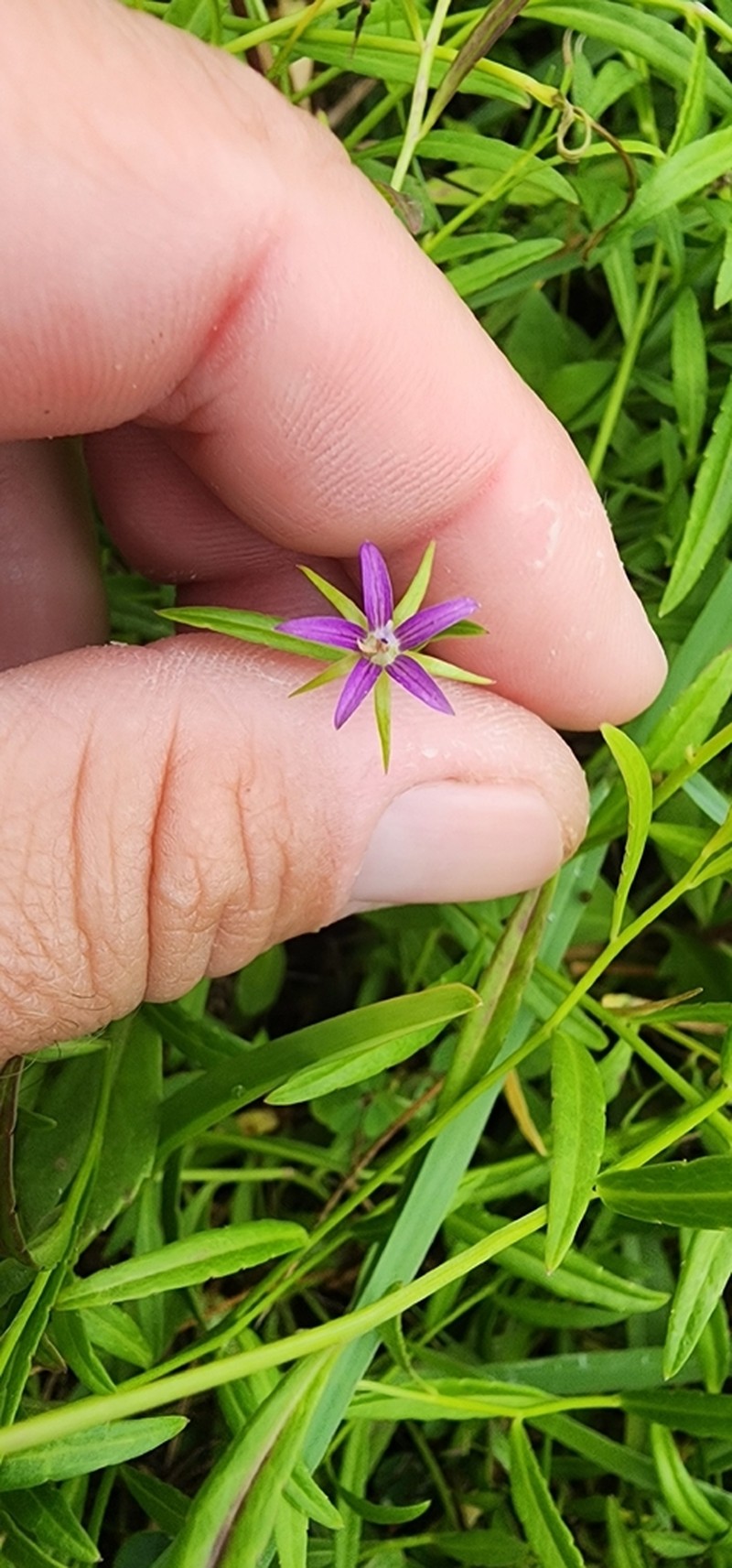 Florida Bellflower photo 4