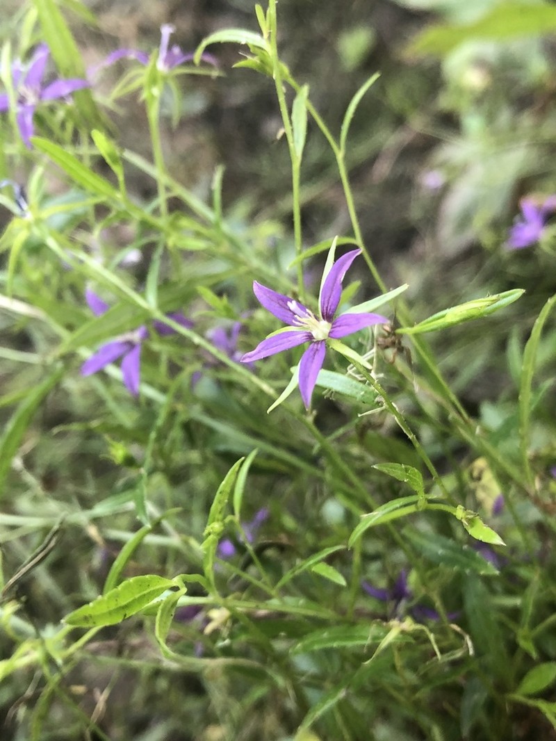 Florida Bellflower photo 5