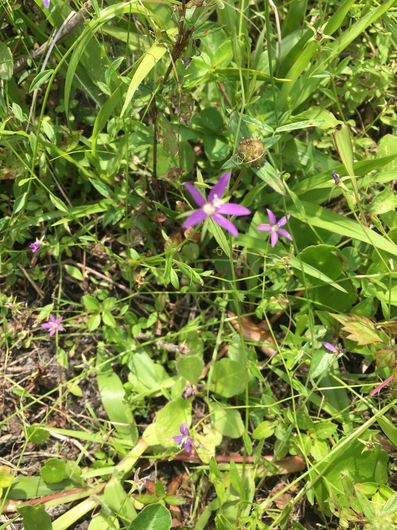 Florida Bellflower photo 6