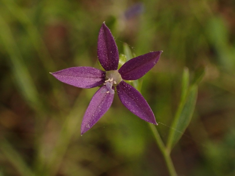 Florida Bellflower photo 7
