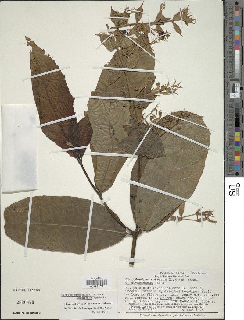 Rotheca nepalense
