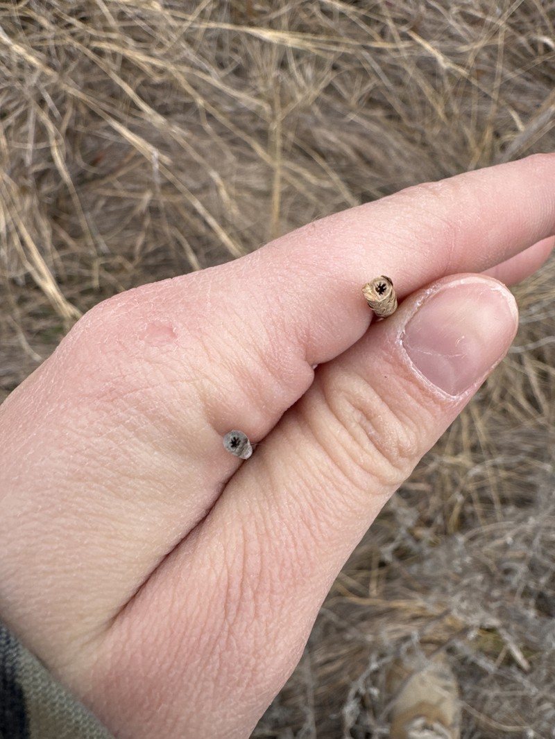 Cylinder Jointtail Grass