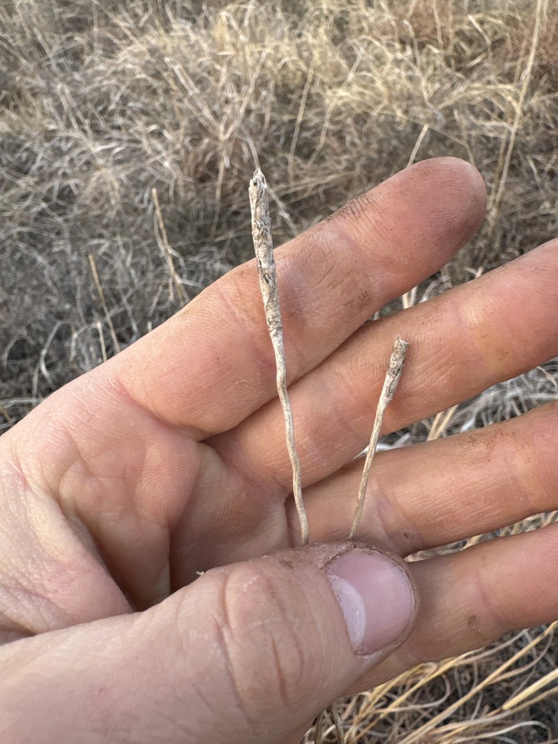 Cylinder Jointtail Grass photo 2