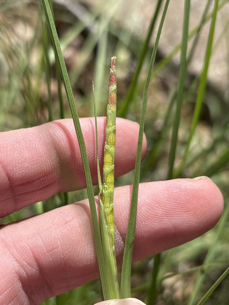 Cylinder Jointtail Grass photo 3