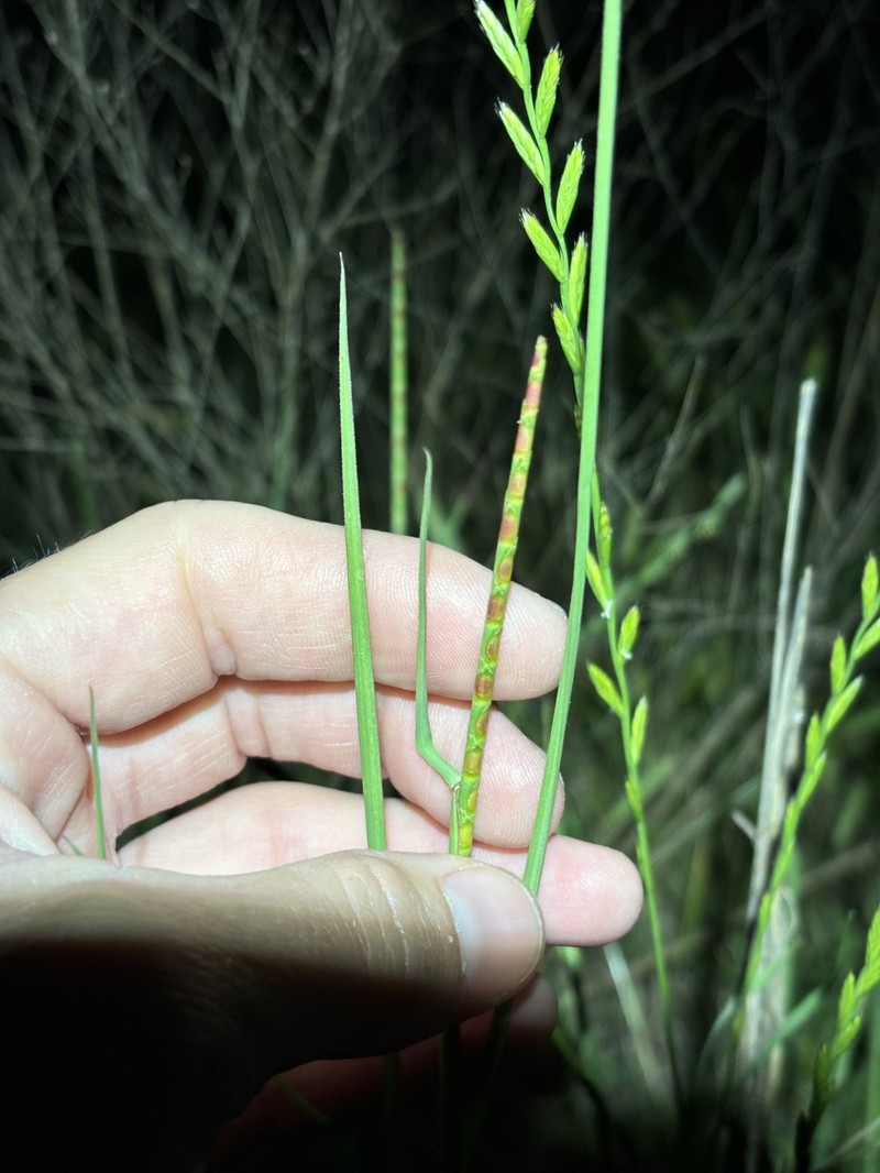 Cylinder Jointtail Grass photo 5