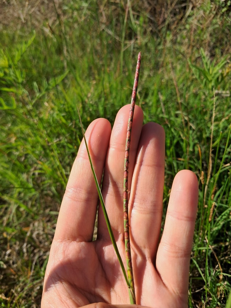 Cylinder Jointtail Grass photo 6