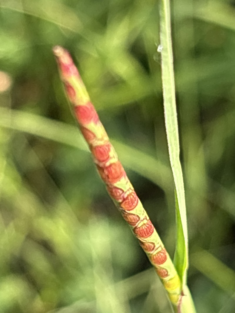 Cylinder Jointtail Grass photo 7