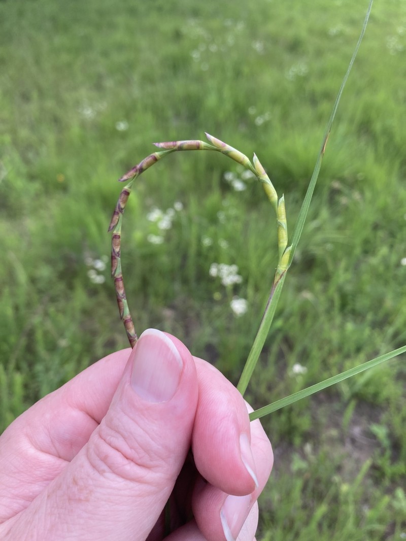 Cylinder Jointtail Grass photo 8