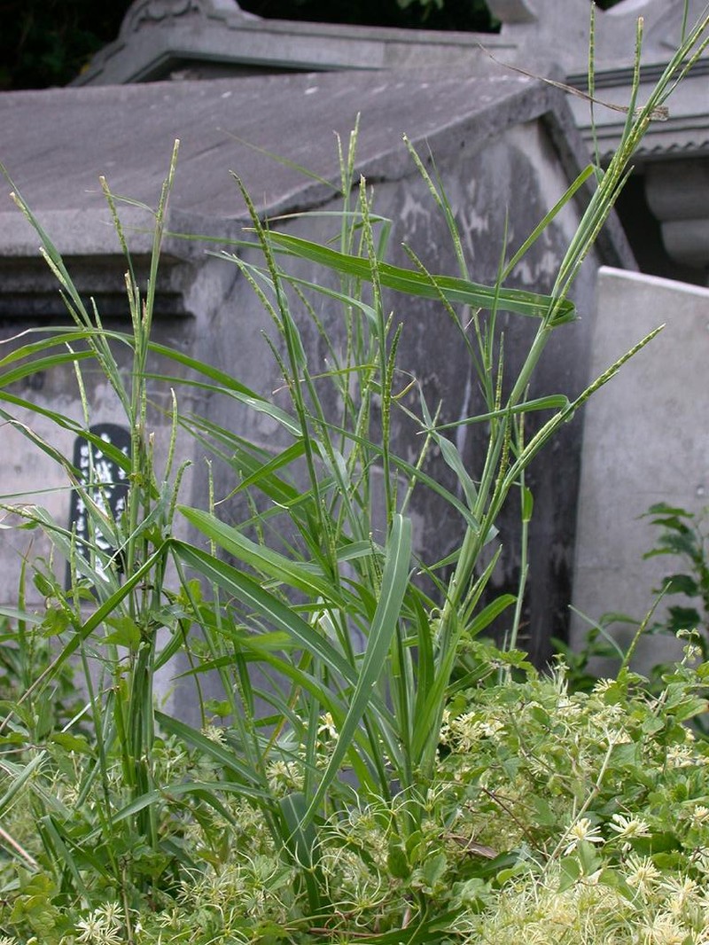 Itchgrass photo 5