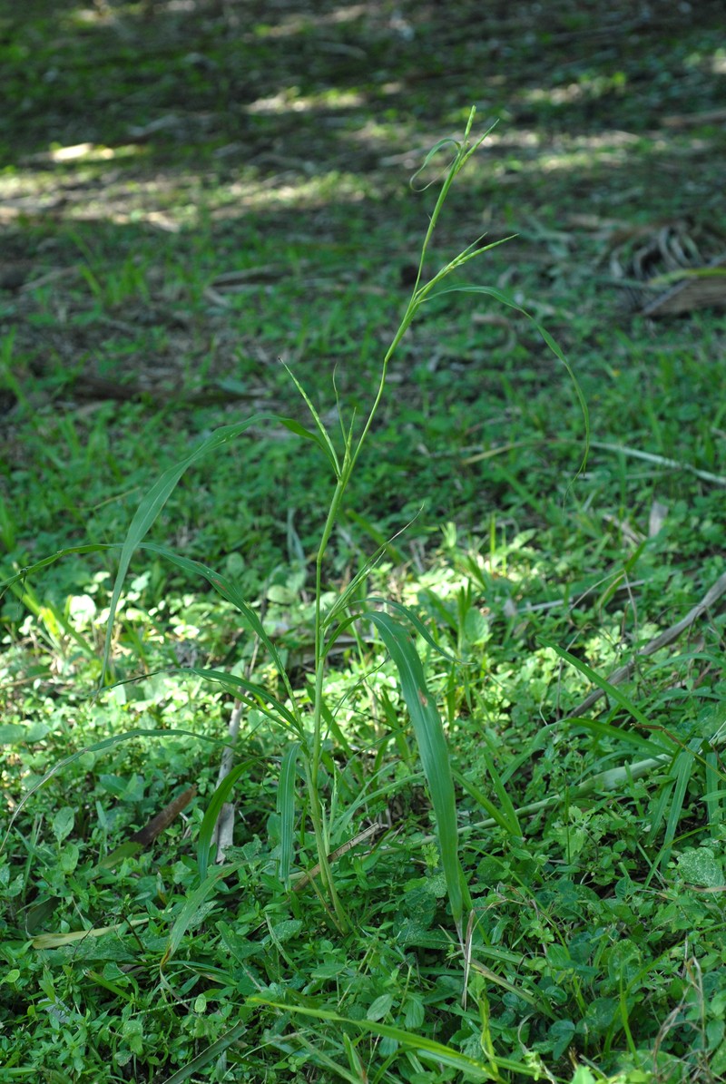 Itchgrass photo 6