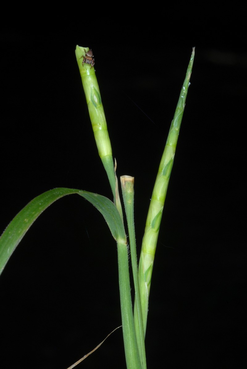 Itchgrass photo 7