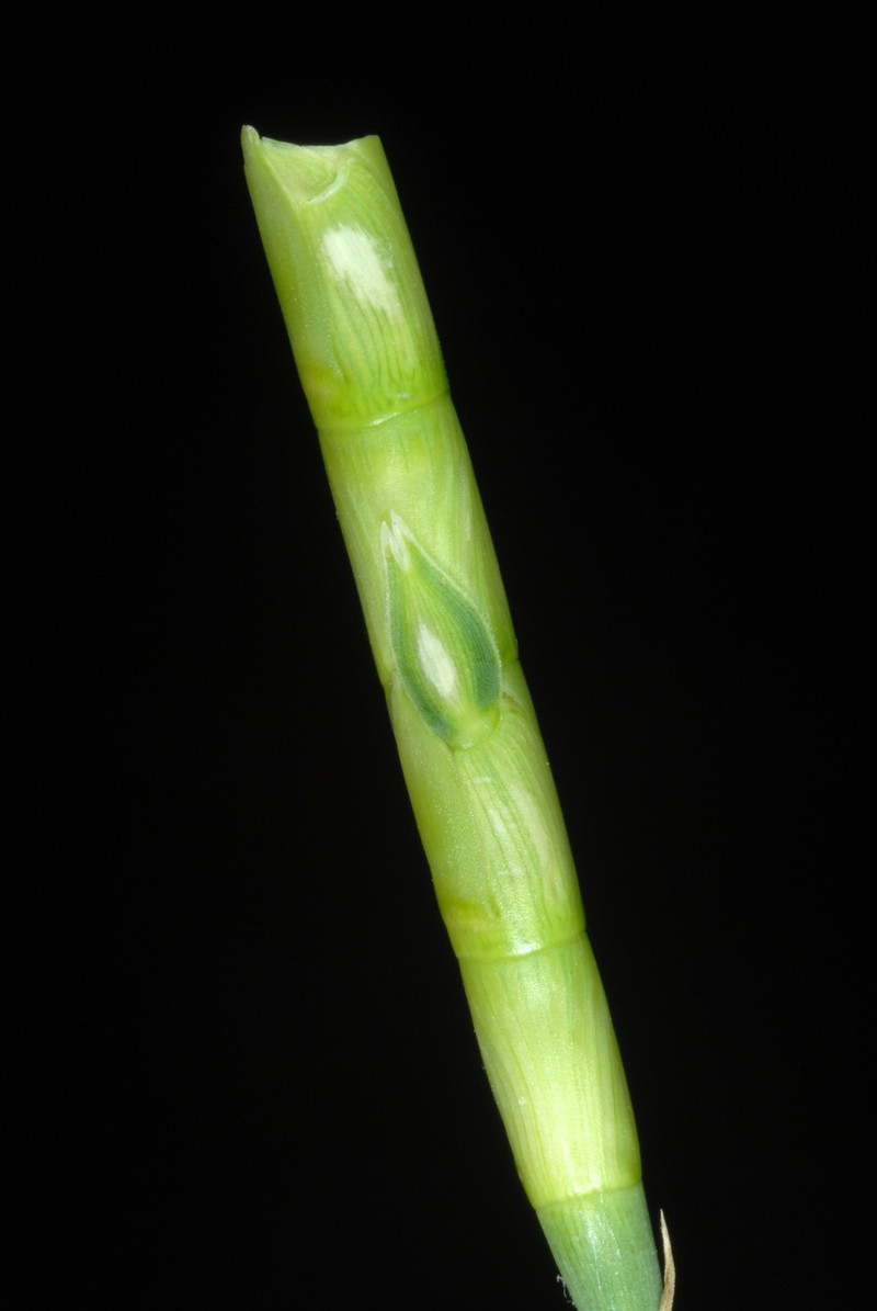 Itchgrass photo 2