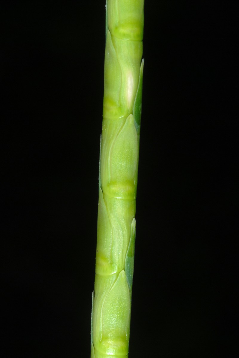 Itchgrass photo 3