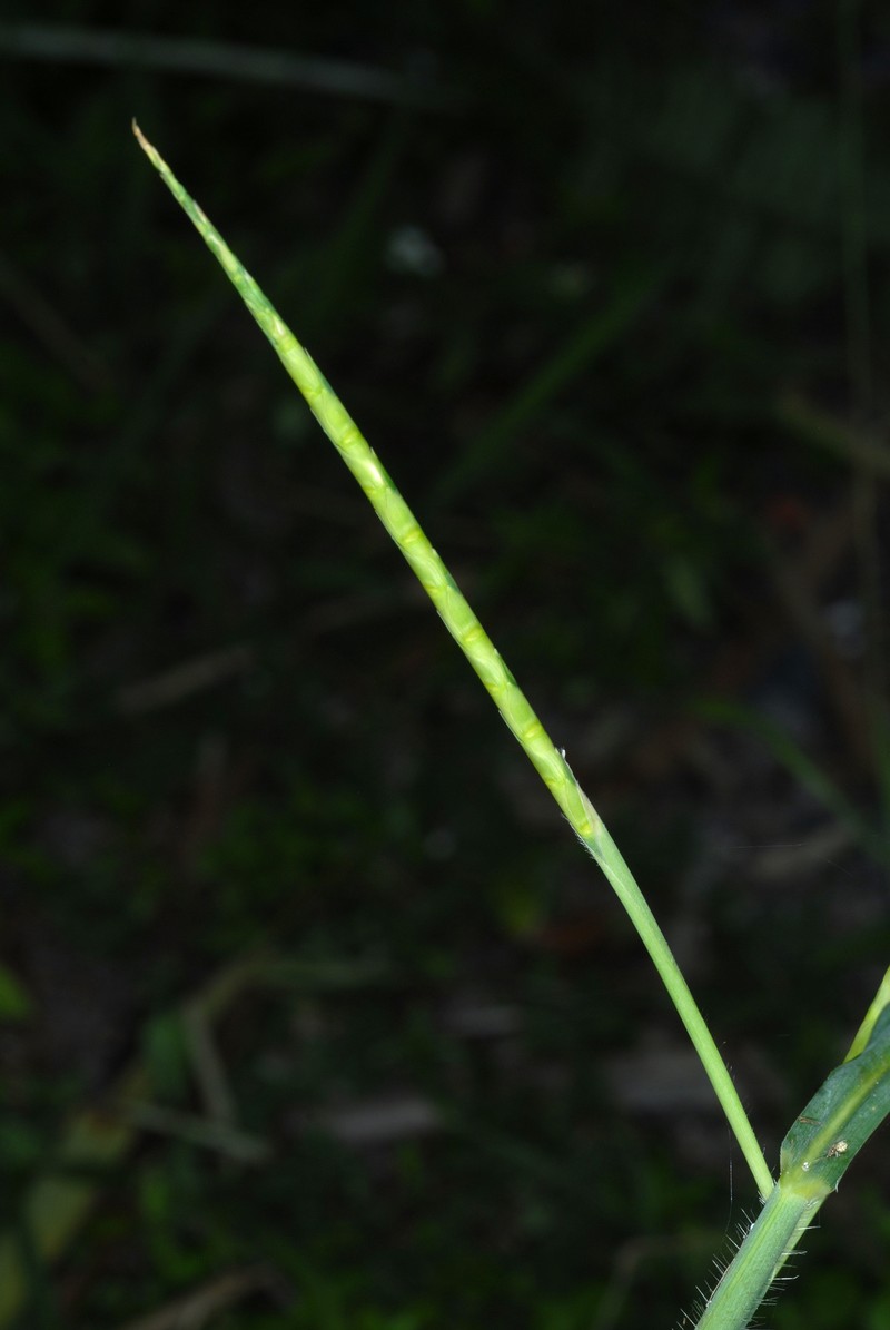 Itchgrass photo 4