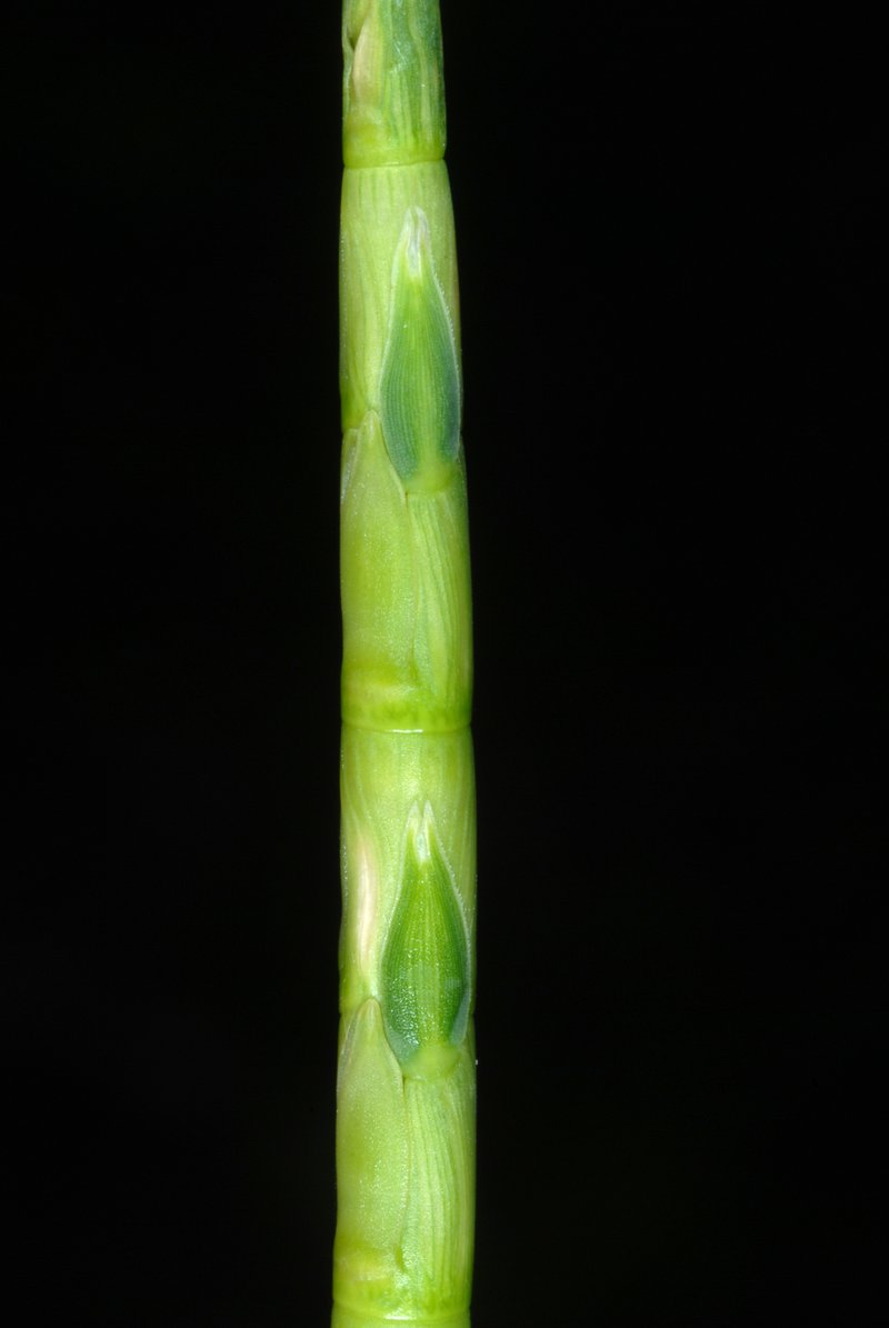 Itchgrass photo 8
